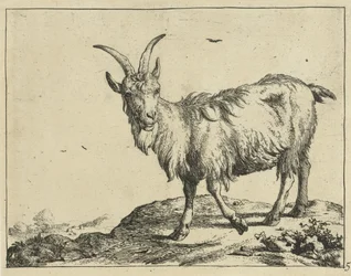 Standing Goat from the Front