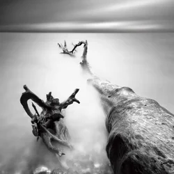 Misty Driftwood Serenity
