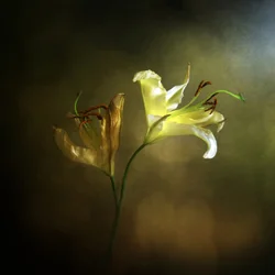 Blooming and Fading Lily