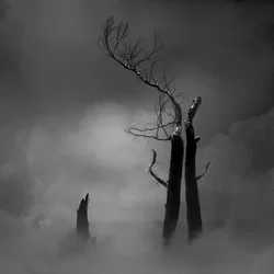Eerie Bare Trees