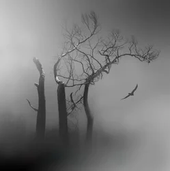 Lone Bird Misty Trees