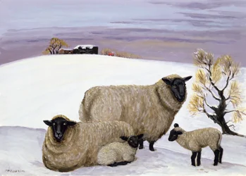Sheep in Winter