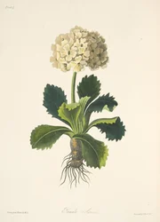Auricula, from Floral Illustrations of the Seasons, pub. 1829