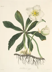 Black Hellebore or Christmas Rose, from Floral Illustrations of the Seasons, published 1829
