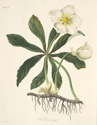 Black Hellebore or Christmas Rose, from Floral Illustrations of the Seasons, published 1829