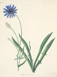 Blue Catananche, from Floral Illustrations of the Seasons
