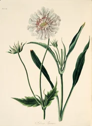 Caucasian Scabious, from Floral Illustrations of the Seasons
