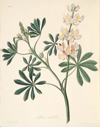 Changeable-flowered Lupin, from Floral Illustrations of the Seasons