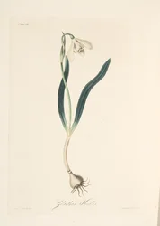 Common Snowdrop, from Floral Illustrations of the Seasons, pub. 1829