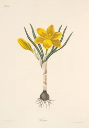 Common Yellow Crocus, from Floral Illustrations of the Seasons, pub. 1829