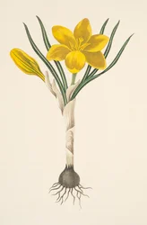 Common Yellow Crocus, from Floral Illustrations of the Seasons, pub. 1829