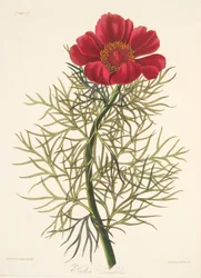 Fine Leaved Paeony, from Floral Illustrations of the Seasons, pub. 1829