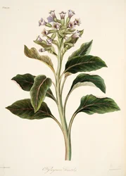 Oriental Hyoscyamus, from Floral Illustrations of the Seasons, pub. 1829