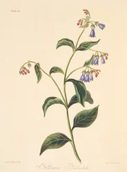Panicled Lungwort, from Floral Illustrations of the Seasons, pub. 1829