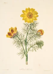 Perennial Adonis, from Floral Illustrations of the Seasons, pub. 1829