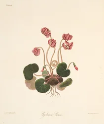 Round Leaved Cyclamen, from Floral Illustrations of the Seasons, pub. 1829