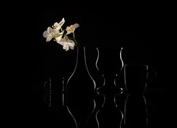 Elegant Orchid Silhouettes