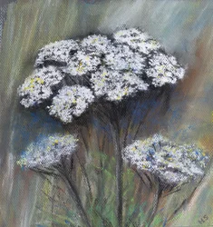 Cow Parsley (Anthriscus Sylvestris)