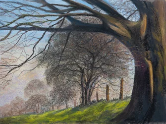 Windblown trees, Shroesbury