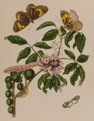 Illustration from 