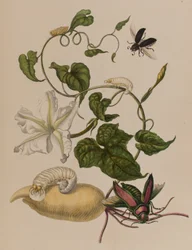 Illustration from 