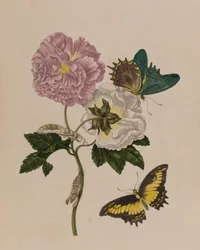 Illustration from 