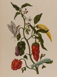 Illustration from 