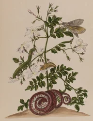 Illustration from 