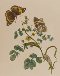Illustration from 