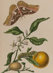 Illustration from 