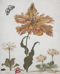 A Parrot Tulip, Auriculas, Red Currants, with a Magpie Moth, its caterpillar and pupa