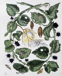 Butterflies and Chrysalis - Drawing by Maria Sibylla Merian, n.d., approx. late 18th century