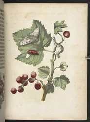 The Caterpillar