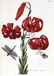 Purple Lily - in 