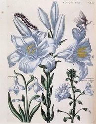 Lys (Lily) white right and long-leaf edge - in Histoire Générale des Insects de Surinam et de Toute l