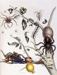 Various Arachnids from South America