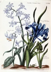 White Oriental Hyacinth, Large Leaf Iris, Dog Tooth, Large Blue Muscari - in 