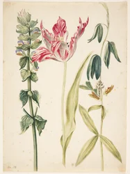 Three Flowers, a Tulip in the Middle
