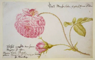 Album sheet with a rose, 1675