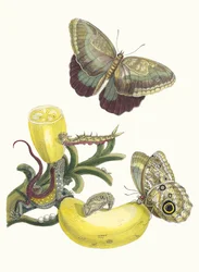 Baccores. From the Book Metamorphosis insectorum Surinamensium, 1705