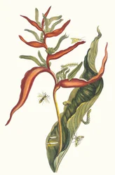 Ballia from the Book Metamorphosis Insectorum Surinamensium, 1705