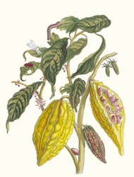 Cacao. From the Book Metamorphosis Insectorum Surinamensium, 1705