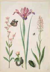 Catchfly with Admiral, Rose with Fox Moth, Iris, Hoverfly, Jewel Beetle and Orchid