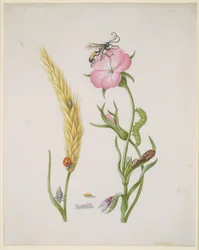 Cereal Ear and Corn Cockle with Metamorphoses of the Five-Spot Ladybird and Blowfly