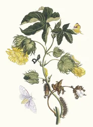 Cotonier. From the Book Metamorphosis insectorum Surinamensium