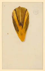 Individual Tulip Petals