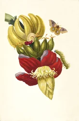 From the Book Metamorphosis insectorum Surinamensium, 1705
