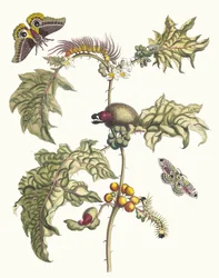 Maccai. From the Book Metamorphosis insectorum Surinamensium, 1705