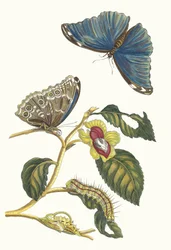Neflier. From the Book Metamorphosis Insectorum Surinamensium