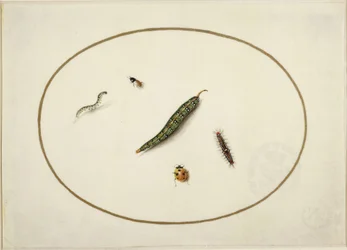 Caterpillars and Insects, in a Horizontal Oval, Bordered with a Golden Line, Finely Executed Like a Miniature